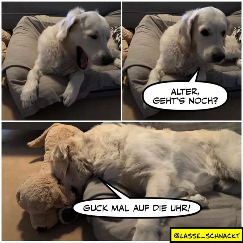 Weisser Hund gähnt auf der Couch, dann fragt ihn ein Kuscheltier: «Alter, gehts noch?» Der Hund liegt flach auf dem Sofa und antwortet: «Guck mal auf die Uhr!»