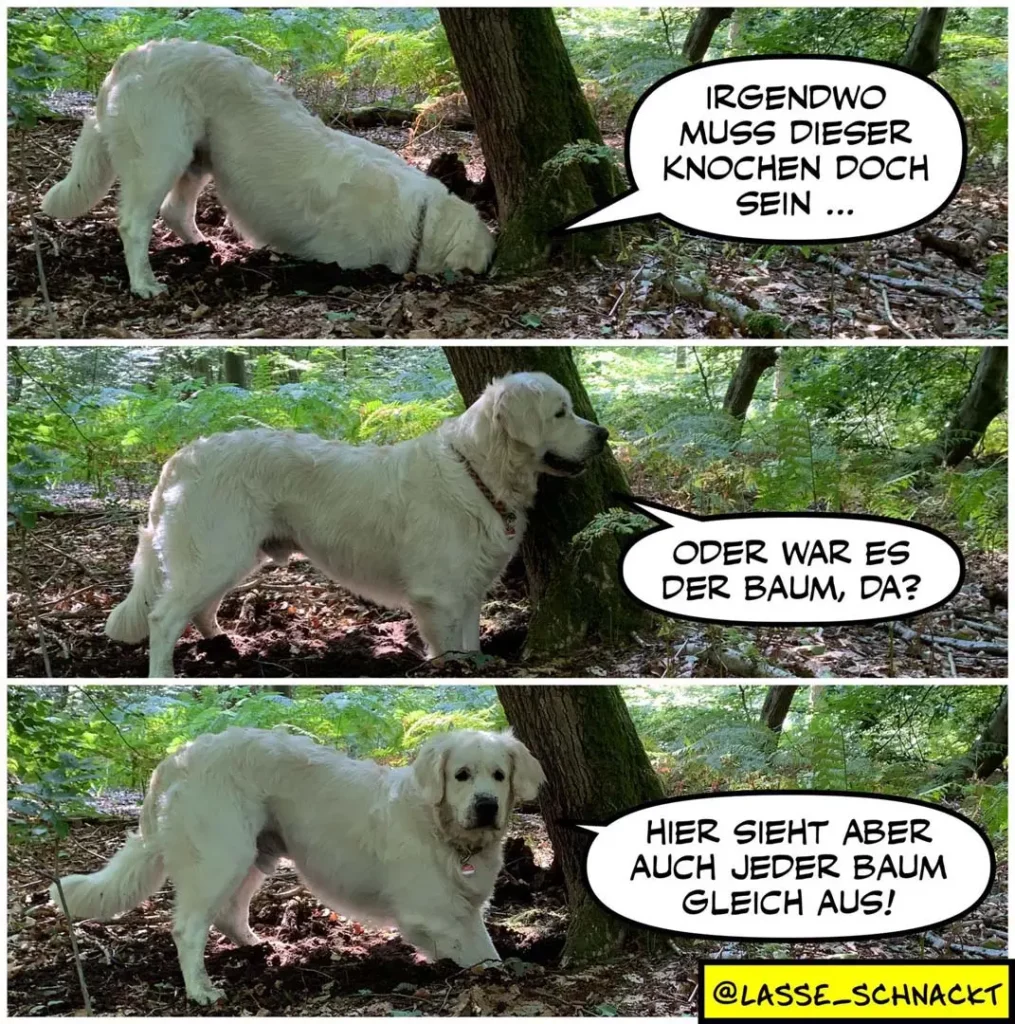 Weisser Hund schnüffelt an Baumwurzeln im Wald, dann steht er aufgerichtet neben dem Baum, später schaut er zufrieden in die Kamera