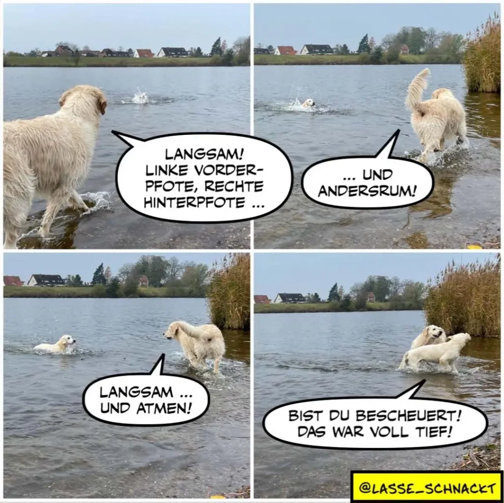 Zwei weisse Hunde im Wasser: einer schwimmt, der andere am Ufer gibt Anweisungen wie ein Trainer