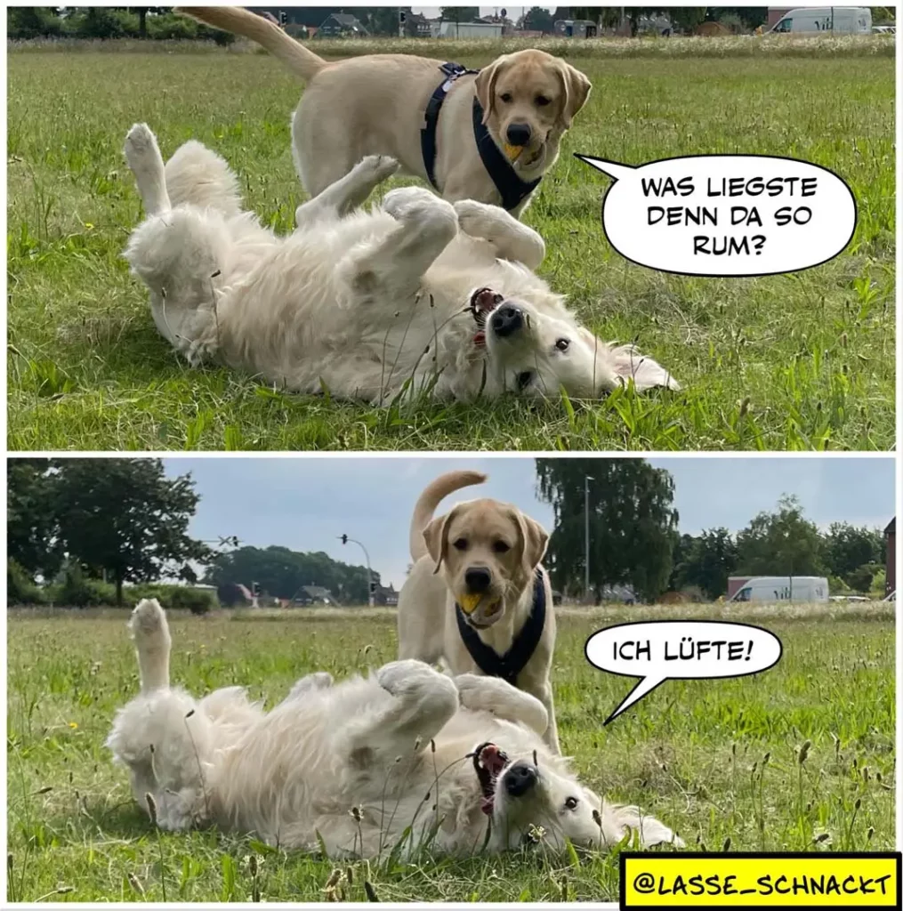 Weisser Hund liegt auf dem Rücken im Gras, goldener Labrador steht daneben und fragt: «Was liegste denn da so rum?» Unten antwortet der weisse Hund: «Ich lüfte!»