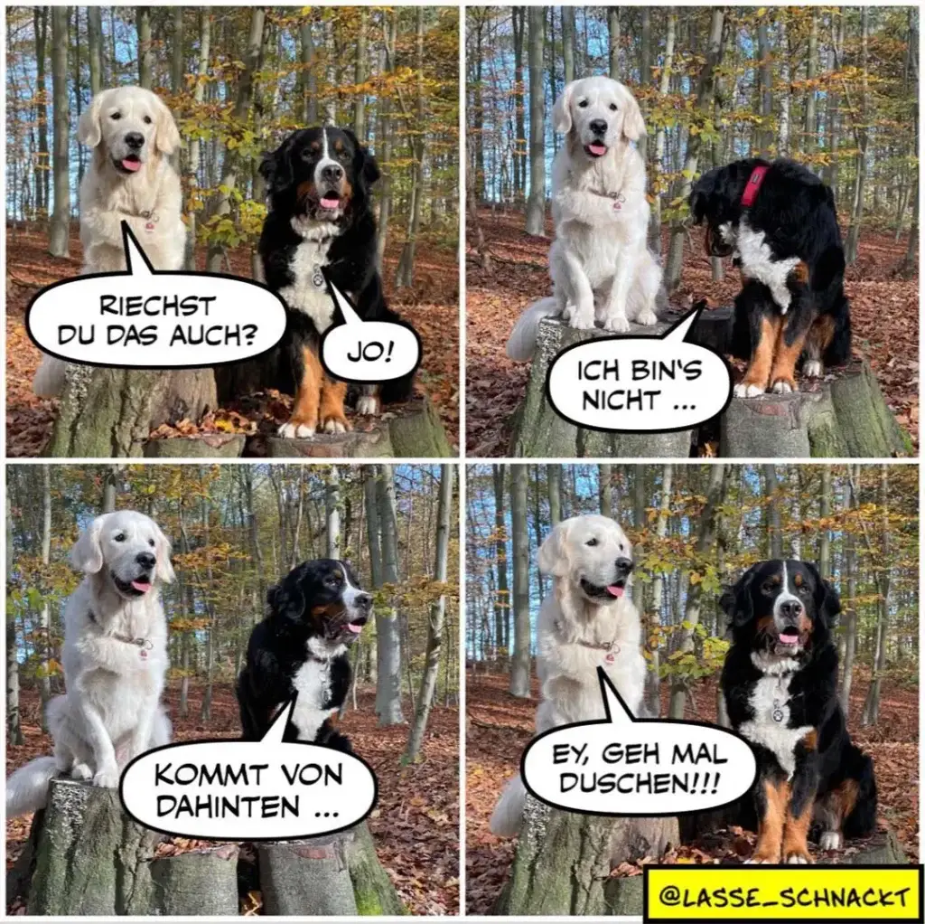 Vier Panels mit zwei Hunden im Wald: weisser Labrador und schwarzbrauner Hund im Dialog über Duschen
