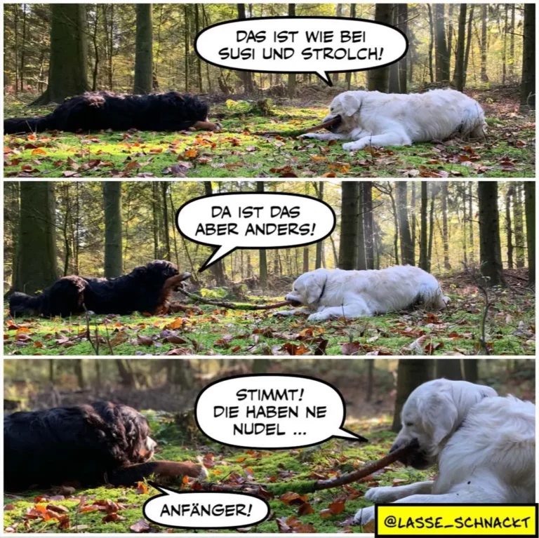 Zwei Hunde liegen im Wald: schwarzer Hund sagt «Das ist wie bei Susi und Strolch», weisser Hund antwortet «Da ist das aber anders!» und dann «Stimmt, die haben ne Nudel». Schwarzer Hund: «Anfänger!»