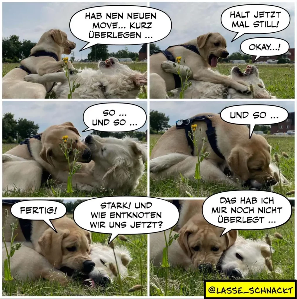 Zwei Labradore liegen auf einer Wiese neben einer Blume. Der grössere Hund erklärt dem kleineren in mehreren Panels eine neue Bewegung, die dieser dann versucht nachzumachen – mit wechselndem Erfolg.