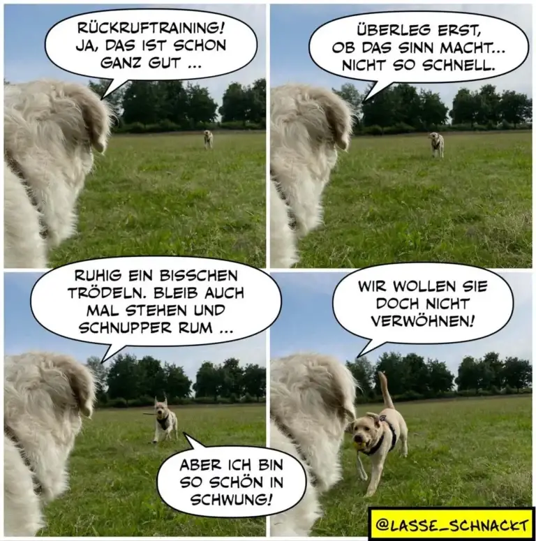 Weisser Hund im Vordergrund schaut zum kleineren Hund auf der Wiese; vier Panels zeigen Dialog über Rückruftraining