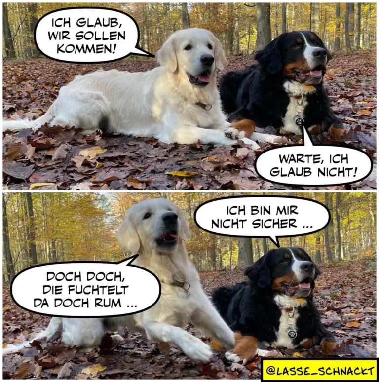 Weisser Labrador sitzt neben schwarzem Hund im Herbstwald und sagt: «Ich glaub, wir sollen kommen!» Der schwarze Hund antwortet skeptisch.
