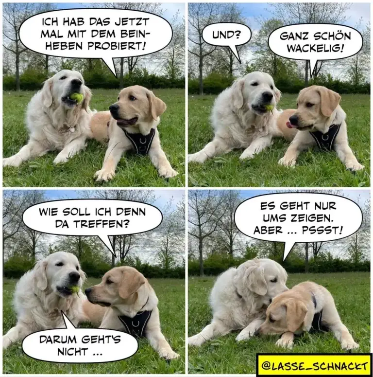 Zwei helle Labrador Retriever liegen auf einer Wiese. Im oberen Panel hält der weisse Hund einen Tennisball im Maul und verkündet stolz etwas. Die Panels zeigen einen Dialog zwischen den Hunden, im letzten Panel liegt der hellbraune Hund flach auf dem Bauch.