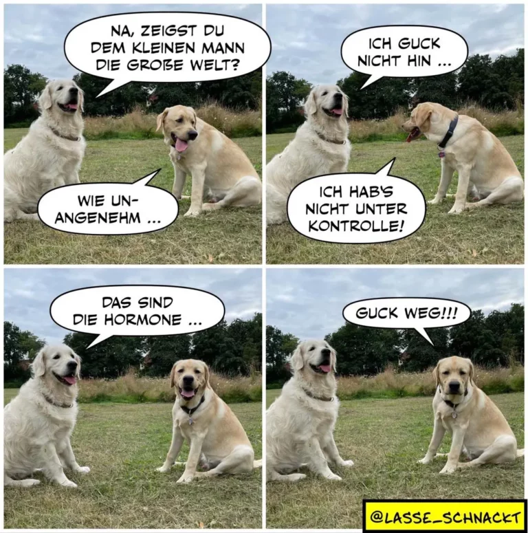 Vier-Panel-Comic: Zwei hellgelbe Labrador-Hunde unterhalten sich auf einer Wiese. Panel 1: grösserer Hund fragt kleineren, ob er dem kleinen Mann die grosse Welt zeigt. Panel 2: kleinerer Hund antwortet, dass er das nicht hin kriegt. Panel 3: grösserer Hund erklärt, dass sind die Hormone. Panel 4: kleinerer Hund ruft Guck weg!!!