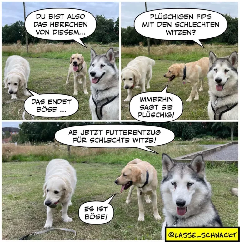 Drei Hunde im Gespräch auf einer Wiese: Labrador (weiss) senkt den Kopf zu einem Napf, Husky und Labrador (braun) diskutieren über Geschlechter und Futterqualität