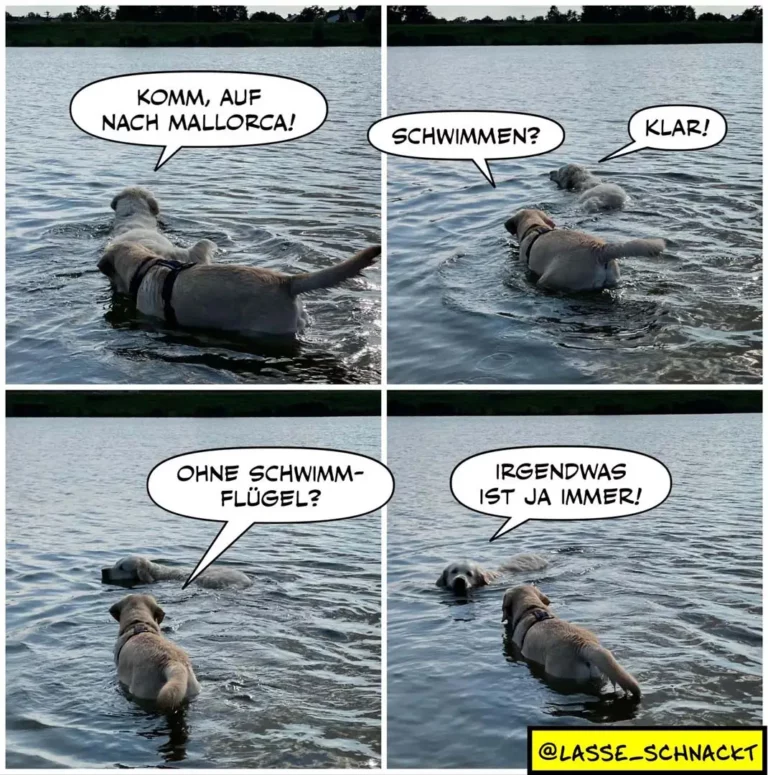 Hund im Meer trägt Schwimmweste, Halter fragt nach Schwimmflügeln, Hund antwortet trocken: Irgendwas ist ja immer