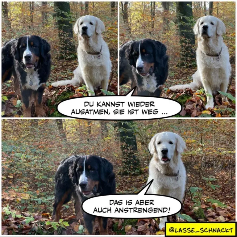Zwei Hunde im Wald: schwarzer Hund sagt zum weissen Hund 'Du kannst wieder ausatmen, sie ist weg', weisser Hund antwortet 'Das ist aber auch anstrengend!'