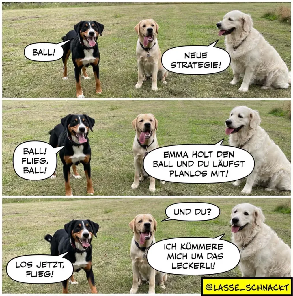 Drei Hunde auf Wiese: schwarzer Hund ruft 'Ball!', weisser Hund schlägt neue Strategie vor, mittlerer Hund führt Plan aus
