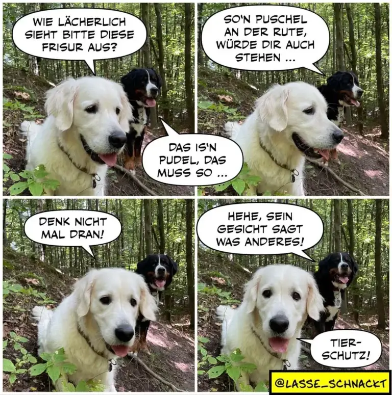 Weisser Hund schaut einen schwarzen Hund an. Schwarzer Hund: «Wie lächerlich sieht bitte diese Frisur aus?» Weisser Hund: «So'n Puschel an der Rute, würde dir auch stehen...» Schwarzer Hund: «Das is'n Pudel, das muss so...» Weisser Hund: «Denk nicht mal dran!» Schwarzer Hund: «Hehe, sein Gesicht sagt was anderes!» Weisser Hund antwortet: «Tierschutz!»