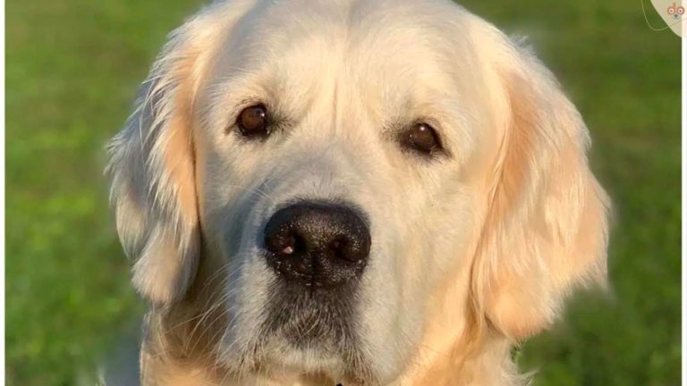 Lasse schnackt Headerbild