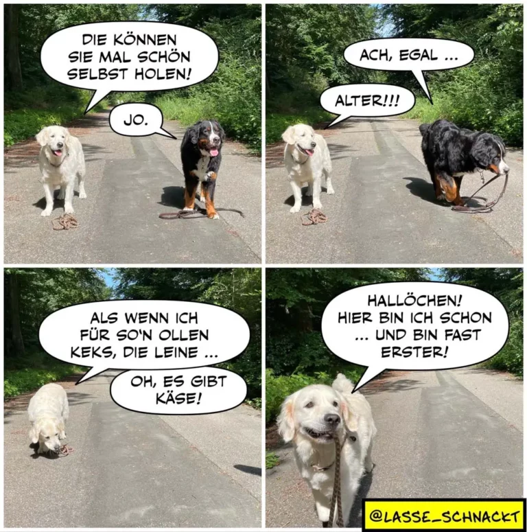 Vierteiliger Comic: Weisser Hund schlägt schwarzem Hund vor, die Leine selbst zu holen. Schwarzer Hund weigert sich. Weisser Hund schnüffelt am Boden, schwarzer Hund folgt widerstrebend.