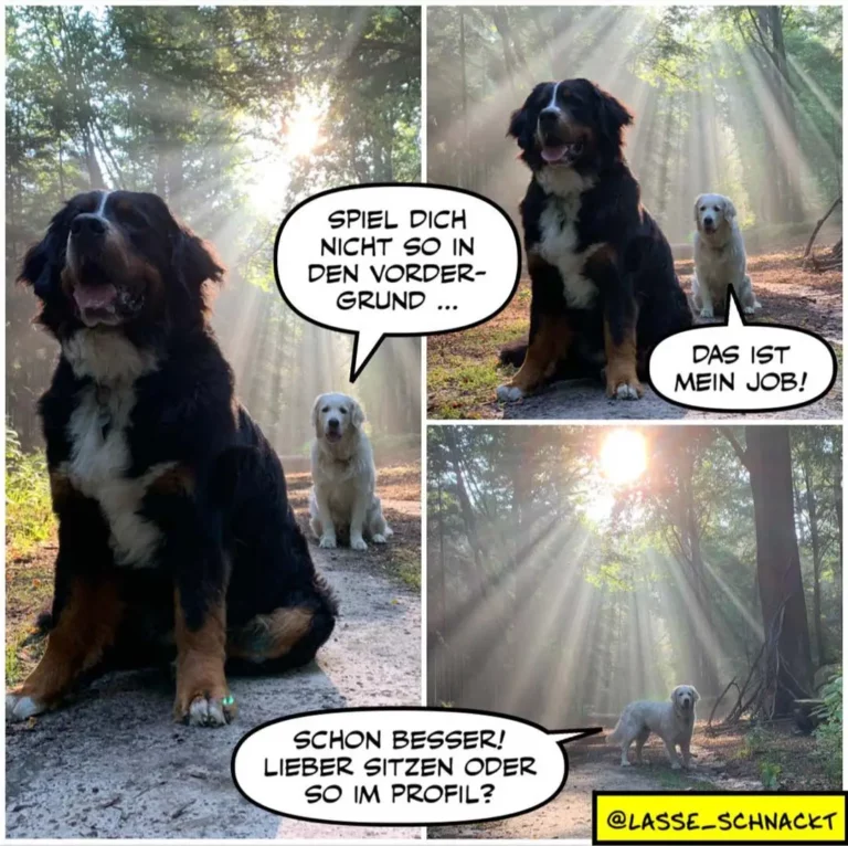 Schwarzer Hund im Wald spricht zu weissem Hund: «Spiel dich nicht so in den Vordergrund», weisser Hund antwortet: «Das ist mein Job!»