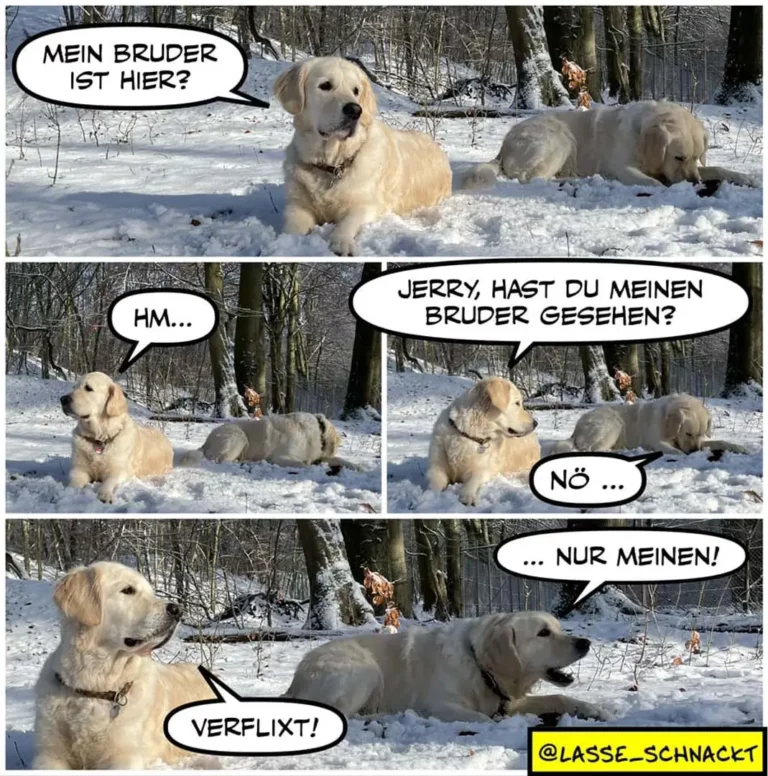 Drei hellfarbige Labrador-ähnliche Hunde im Schnee: Der vordere fragt nach seinem Bruder, ein anderer Hund verschwindet gerade unter der Schneeoberfläche