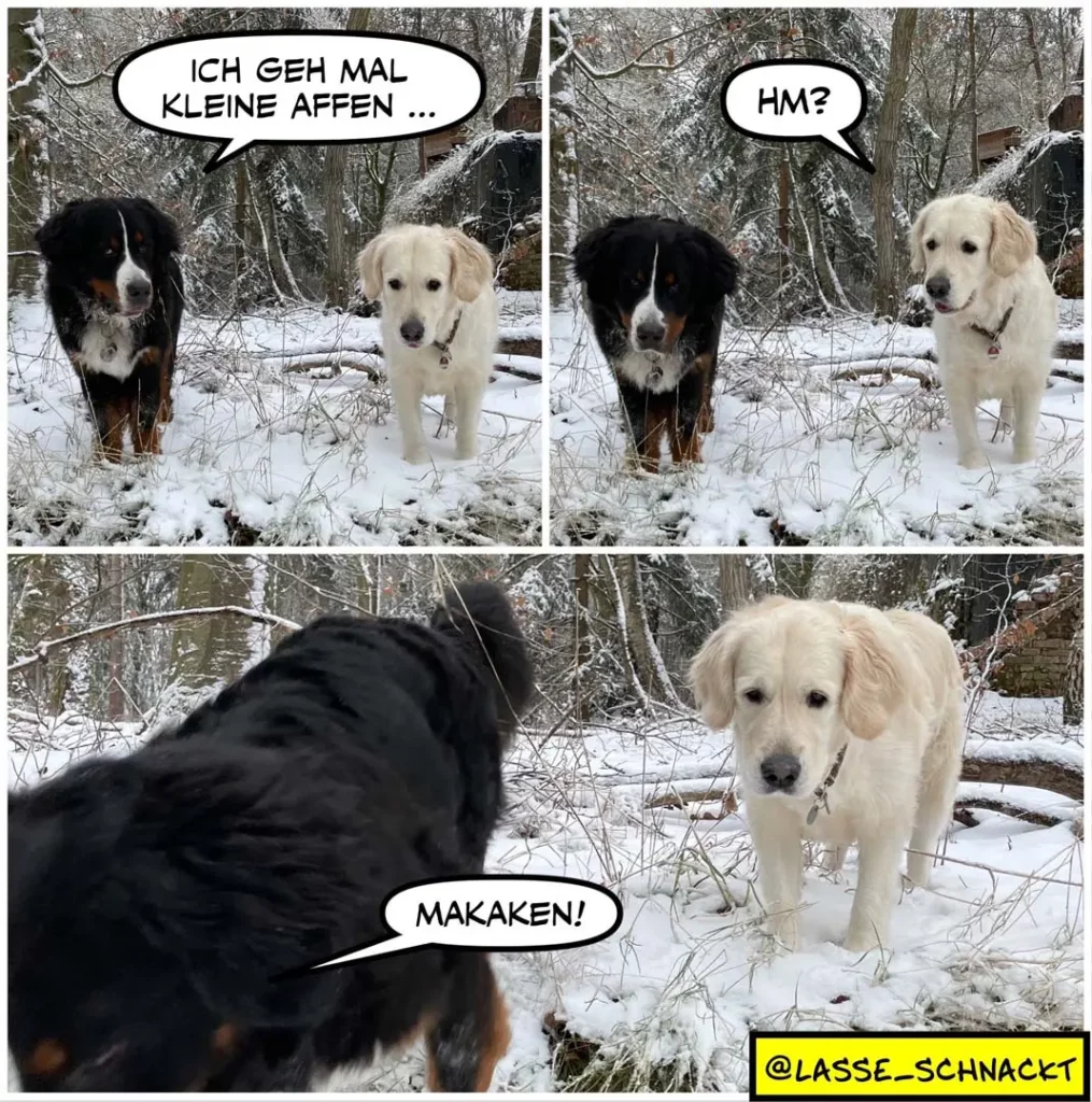 Zwei Hunde im Schnee: schwarzer Hund sagt «Ich geh mal kleine Affen», weisser Hund antwortet «Hm?», schwarzer Hund ruft «Makaken!»