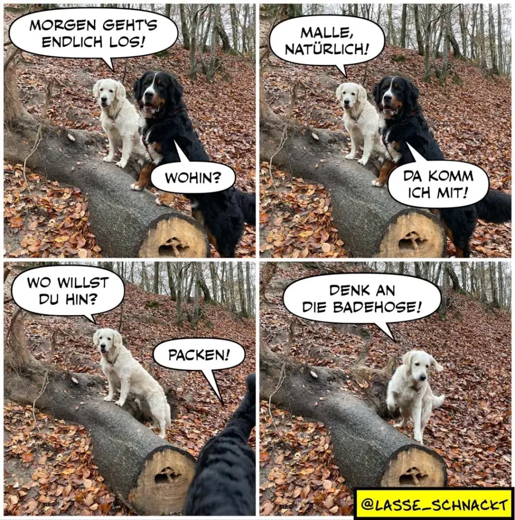 Vier-Panel-Comic: Weisser und schwarzer Hund im Wald. Weisser Hund sagt «Morgen geht's endlich los!», schwarzer antwortet «Malle, natürlich!». Unten fragt weisser «Wo willst du hin?», schwarzer ruft «Packen!» und im letzten Panel erinnert weisser an «Denk an die Badehose!»