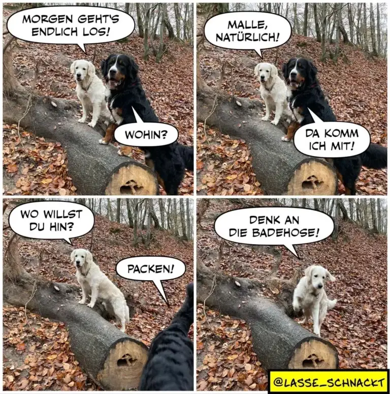 Vier-Panel-Comic: Weisser und schwarzer Hund im Wald. Weisser Hund sagt «Morgen geht's endlich los!», schwarzer antwortet «Malle, natürlich!». Unten fragt weisser «Wo willst du hin?», schwarzer ruft «Packen!» und im letzten Panel erinnert weisser an «Denk an die Badehose!»