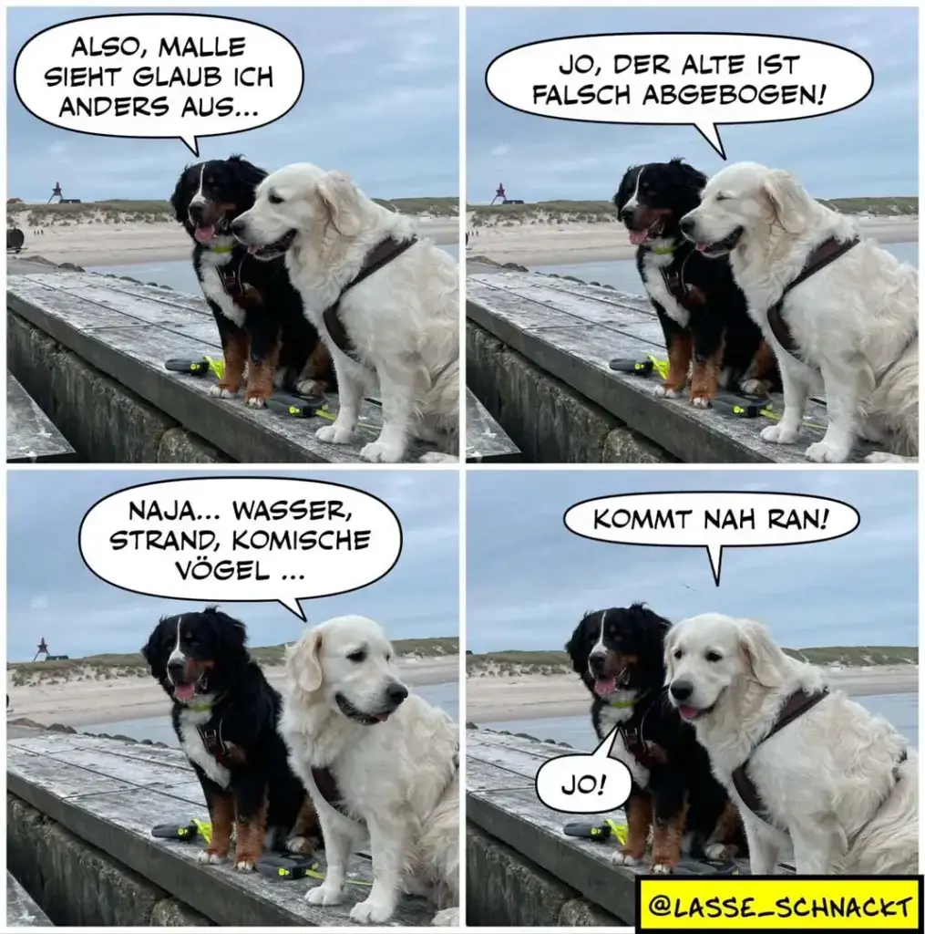 Schwarzer und weisser Hund sitzen auf Strandmauer. Schwarzer Hund spricht, weisser Hund reagiert zunächst skeptisch, dann begeistert.