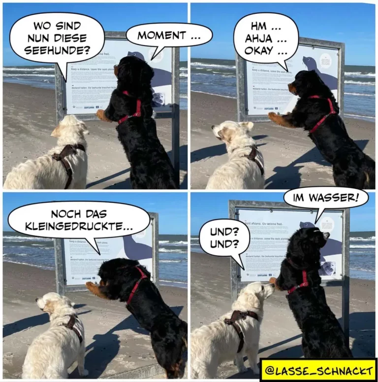 Schwarzer Hund liest Informationstafel am Strand, weisser Hund schaut zu; vier Panels mit Dialog über Seehunde