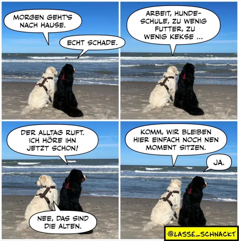Zwei Hunde sitzen am Strand und unterhalten sich: weisser Hund und schwarzer Hund von hinten, Wellen im Hintergrund