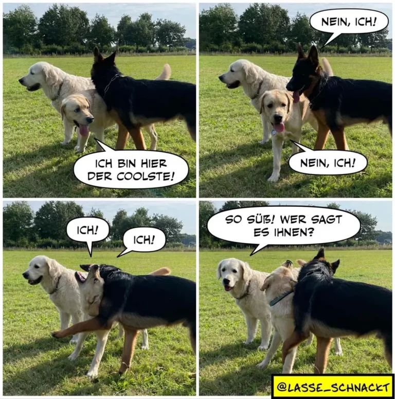 Vier Panels mit drei Hunden auf einer Wiese: Weisser und schwarzer Hund im Gespräch, schwarzer Hund sagt 'Nein, ich!', dann 'Nein, ich!' – im letzten Panel sitzt ein dritter Hund auf dem Rücken des schwarzen Hundes
