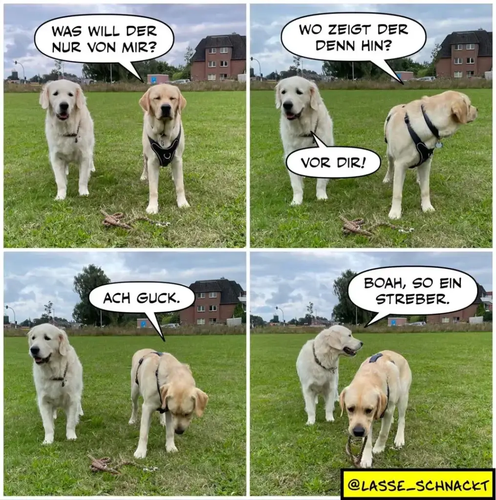 Zwei weisse Labrador-Retriever auf einer Wiese. Der eine fragt den anderen, wo dieser hingeht. Der andere zeigt mit seinem Hintern nach vorne und sagt «Vor dir!»