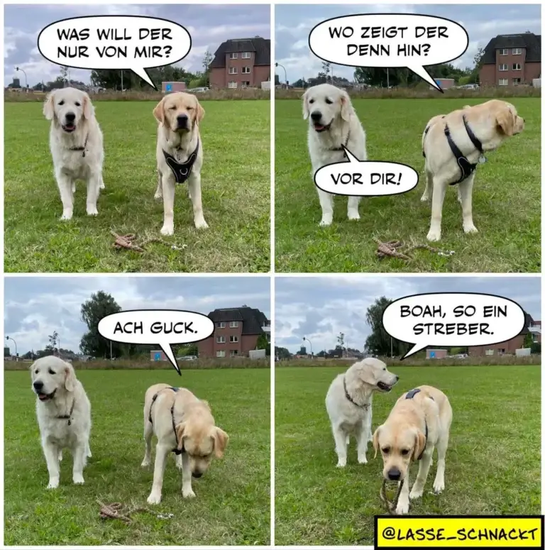 Zwei weisse Labrador-Retriever auf einer Wiese. Der eine fragt den anderen, wo dieser hingeht. Der andere zeigt mit seinem Hintern nach vorne und sagt «Vor dir!»