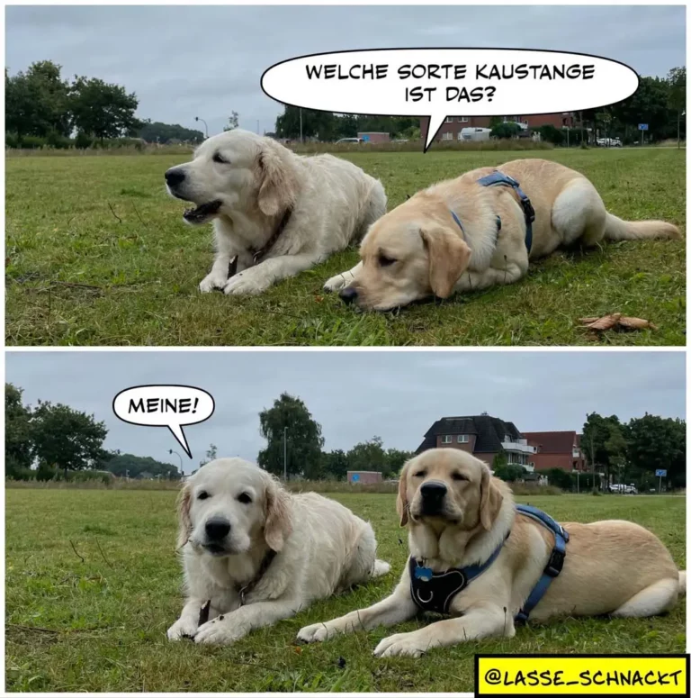 Zwei hellbraune Hunde liegen auf einer Wiese. Der eine fragt den anderen: «Welche Sorte Kaustange ist das?» Der andere antwortet: «Meine!»