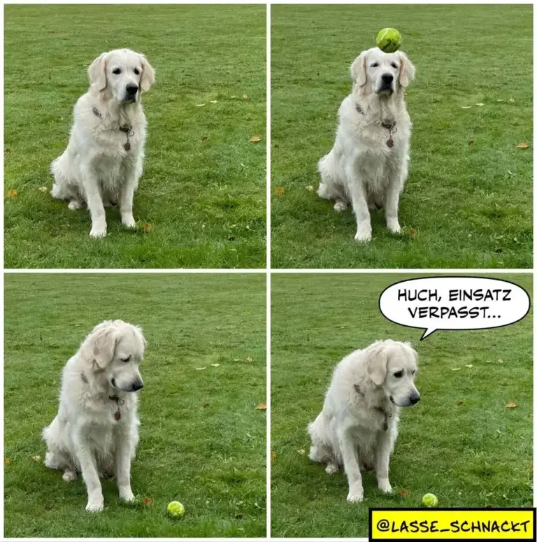 Weisser Hund sitzt auf Rasen, Tennisball auf seinem Kopf balancierend, spricht in letztem Panel: 'Huch, Einsatz verpasst...'