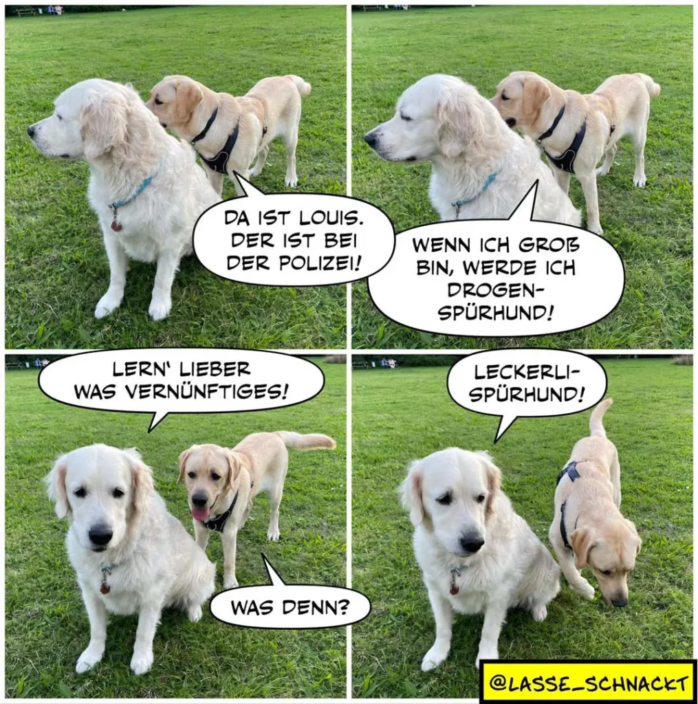 Zwei weisse Labrador Retriever auf Wiese. Jungerer Hund sagt dem alteren: 'Da ist Louis, der ist bei der Polizei!' Alterer antwortet: 'Wenn ich gross bin, werde ich Drogenspurhund!' Dann: 'Lern lieber was Vernünftiges!' Der jungere: 'Leckerlispurhund!' Der altere schaut verwirrt.