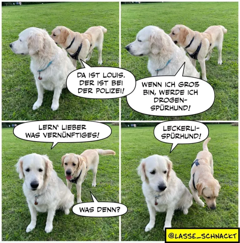 Zwei weisse Labrador Retriever auf Wiese. Jungerer Hund sagt dem alteren: 'Da ist Louis, der ist bei der Polizei!' Alterer antwortet: 'Wenn ich gross bin, werde ich Drogenspurhund!' Dann: 'Lern lieber was Vernünftiges!' Der jungere: 'Leckerlispurhund!' Der altere schaut verwirrt.