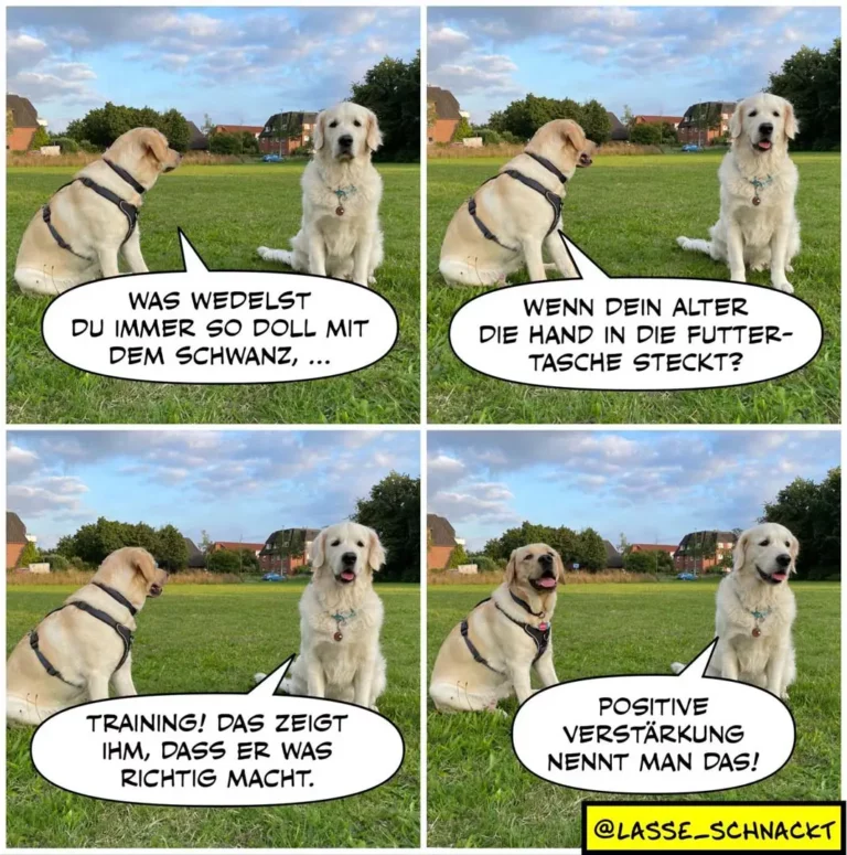 Zwei Labrador-Hunde sitzen sich auf einer Wiese gegenüber. Der linke Hund trägt ein Geschirr und fragt in vier Panel-Szenen mit Sprechblasen.