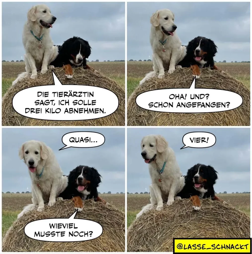 Weisser und schwarzbrauner Hund auf Strohballen: Der weisse Hund sagt, die Tierärztin habe drei Kilo Gewichtsverlust verordnet, dann "Quasi" und schliesslich "Vier" – eine humorvolle Gewichtsverlust-Verhandlung.