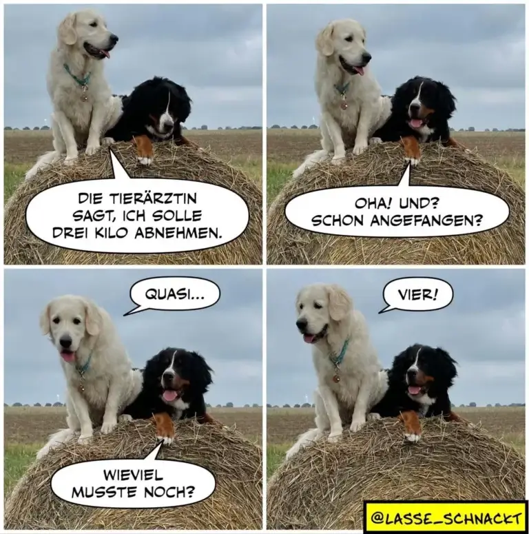 Weisser und schwarzbrauner Hund auf Strohballen: Der weisse Hund sagt, die Tierärztin habe drei Kilo Gewichtsverlust verordnet, dann "Quasi" und schliesslich "Vier" – eine humorvolle Gewichtsverlust-Verhandlung.
