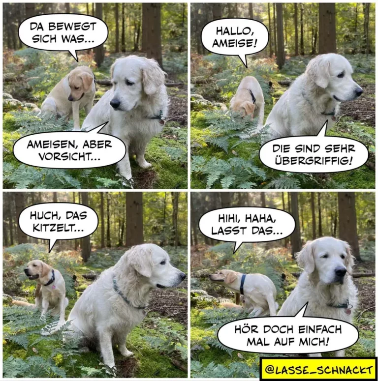 Zwei weisse Hunde im Wald: der grössere warnt vor Ameisen, der kleinere beisst eine und lacht darüber