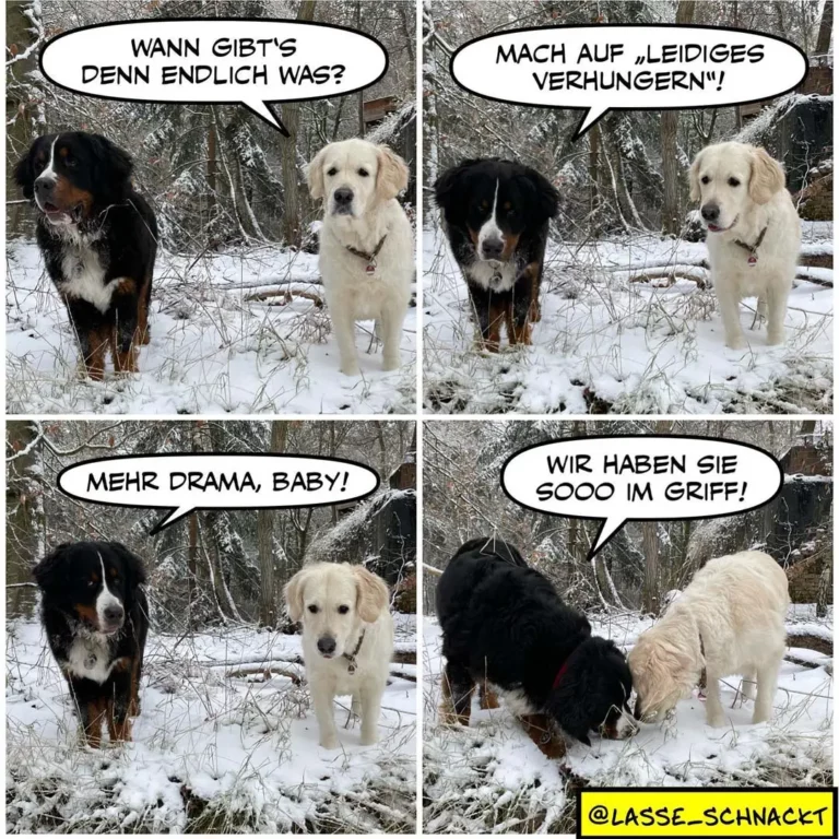 Zwei Hunde im Schnee: schwarzer Hund fragt weissen Hund wann es endlich Essen gibt, weisser Hund antwortet mit «leidiges Verhungern», schwarzer Hund provoziert mit «mehr Drama», beide graben im Schnee