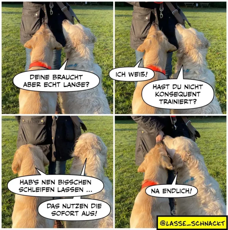 Zwei Golden Retriever im Gespräch: einer fragt den anderen, ob er lange Ohren braucht, der andere antwortet frech und verweigert dann gehorsam