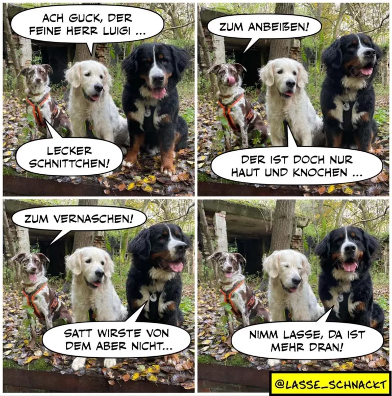 Vier Hunde sitzen zusammen vor einer Hütte. Der schwarze Hund spricht, die anderen hören zu und reagieren mit unterschiedlichen Gesichtsausdrücken.