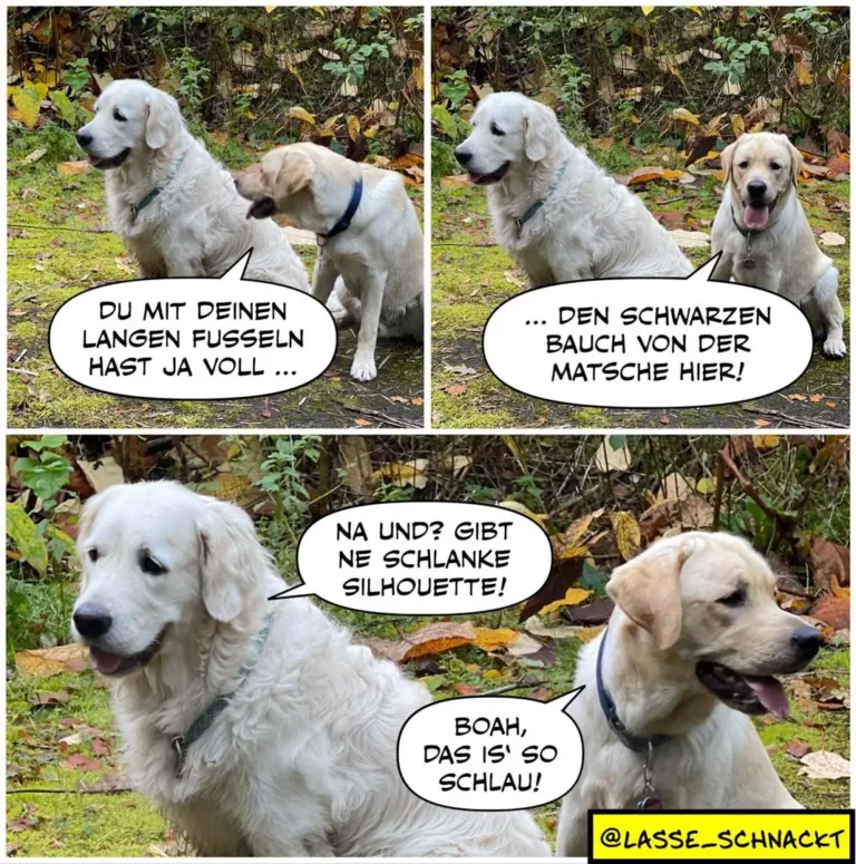 Zwei weisse Labrador Retriever im Garten: Der eine fasst dem anderen an die Hüfte und sagt, dieser hätte volle lange Fusseln; der andere antwortet frech, das sei die schwarze Bauch-Silhouette der Matsche.