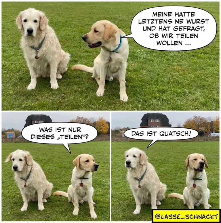 Zwei hellbraune Labrador Retriever auf einer Wiese. Oben: Der rechte Hund spricht zum linken. Unten: Vier Panel-Szenen zeigen einen Dialog zwischen den Hunden.