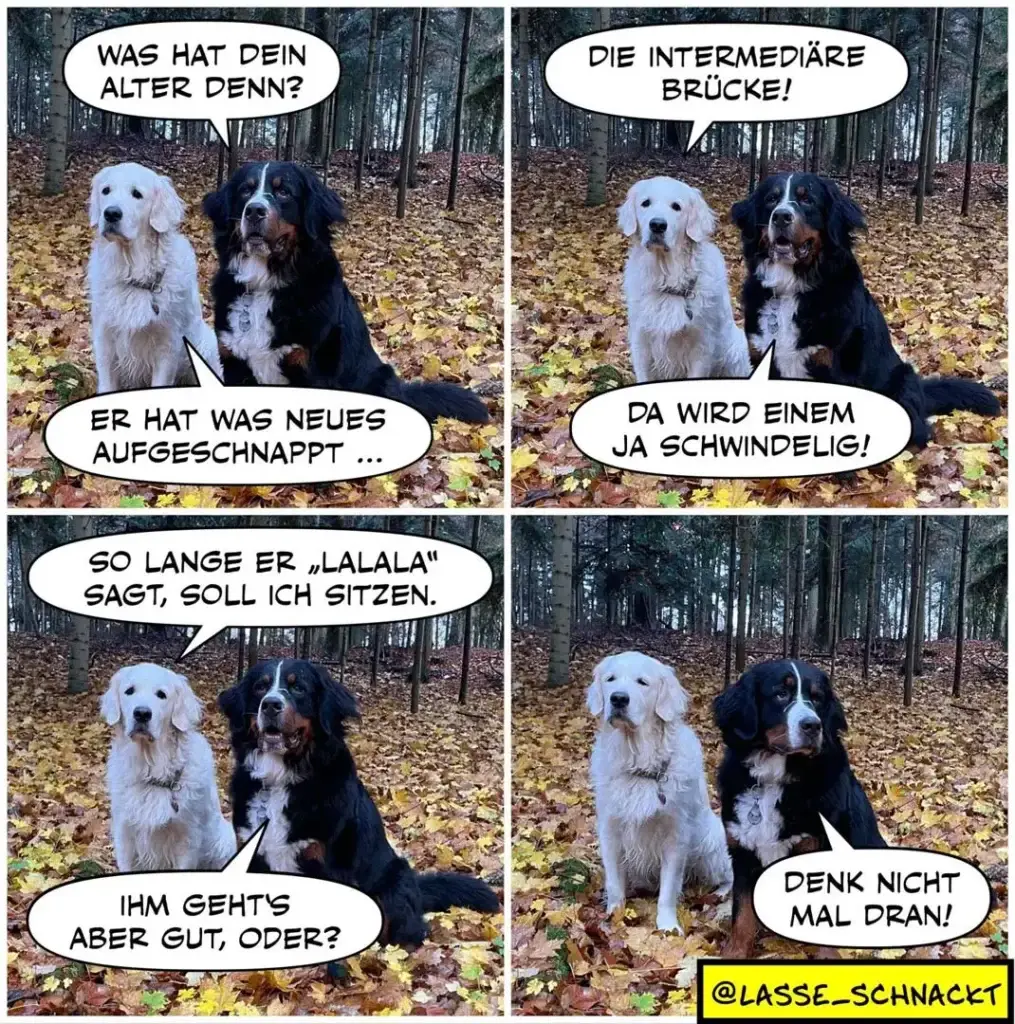 Zwei Hunde sitzen im Herbstwald. Der schwarze Hund fragt den weissen: «Was hat dein Alter denn?» Der weisse antwortet: «Er hat was Neues aufgeschnappt...» Im dritten Panel sagt der schwarze: «Die intermediäre Brücke! Da wird einem ja schwindelig!» Der weisse erwidert: «So lange er ‹lalala› sagt, soll ich sitzen.» Im vierten Panel fragt der schwarze: «Ihm gehts aber gut, oder?» Der weisse antwortet: «Denk nicht mal dran!»