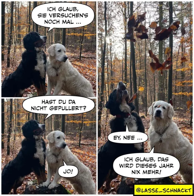 Zwei Hunde im Herbstwald: schwarzer Hund schlägt weissem Hund vor, Blätter noch mal zu versuchen. Weisser Hund lehnt ab.