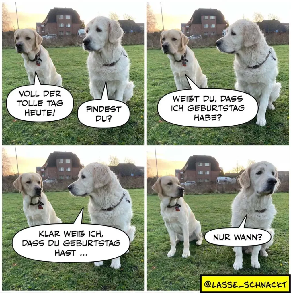 Zwei weisse Labrador Retriever im Gespräch auf einer Wiese. Linker Hund: «Voll der tolle Tag heute!» Rechter Hund: «Findest du?» Dritter Panel: Linker Hund: «Klar weiss ich, dass du Geburtstag hast ...» Vierter Panel: Rechter Hund: «Nur wann?»