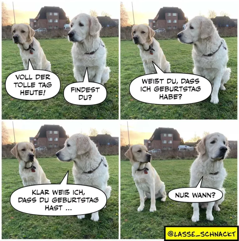 Zwei weisse Labrador Retriever im Gespräch auf einer Wiese. Linker Hund: «Voll der tolle Tag heute!» Rechter Hund: «Findest du?» Dritter Panel: Linker Hund: «Klar weiss ich, dass du Geburtstag hast ...» Vierter Panel: Rechter Hund: «Nur wann?»