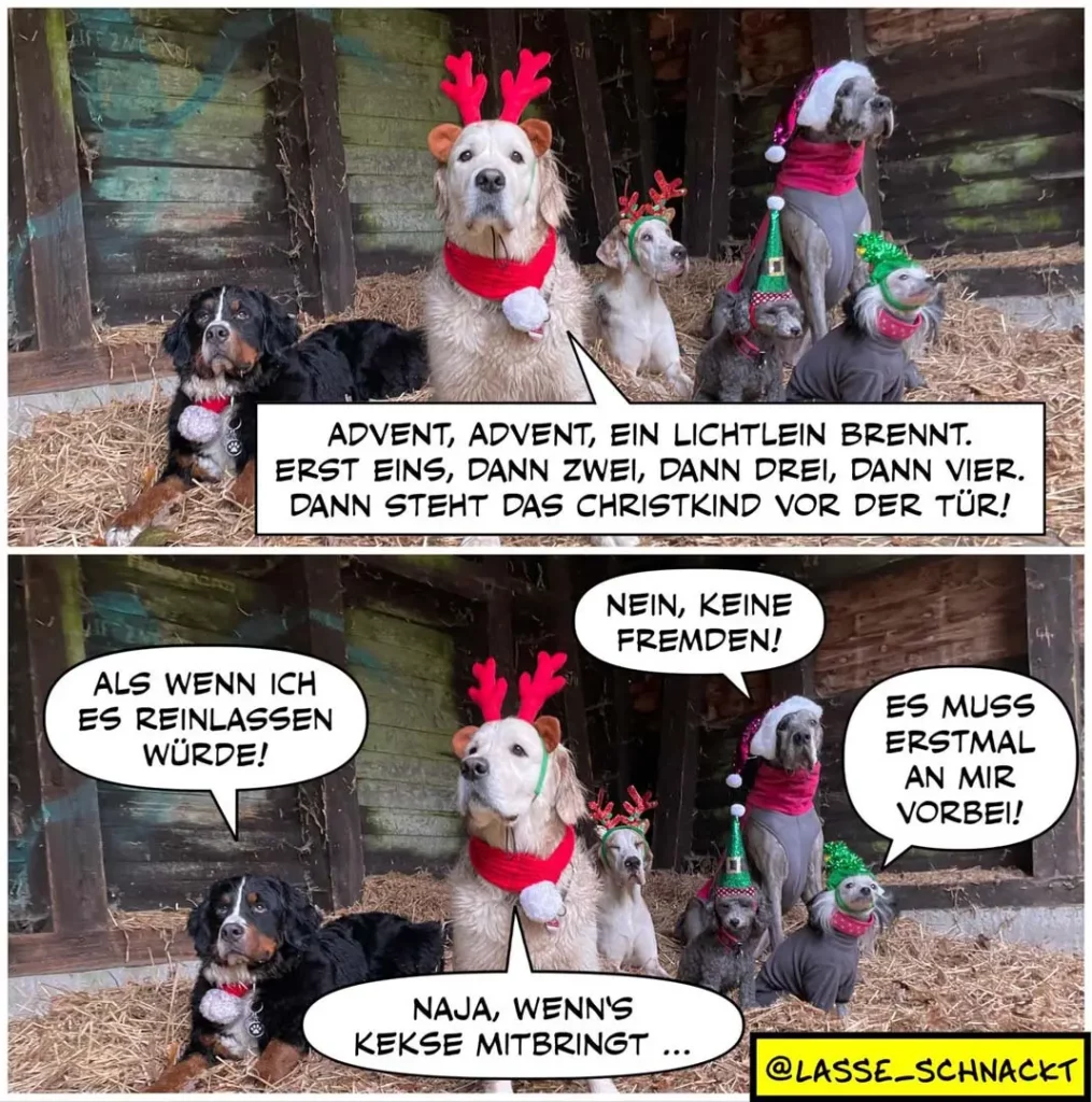 Fünf festlich geschmückte Hunde in Stall-Szenerie: einer mit Rentiergeweih und rotem Schal, einer mit Weihnachtsmütze, andere mit weihnachtlicher Dekoration