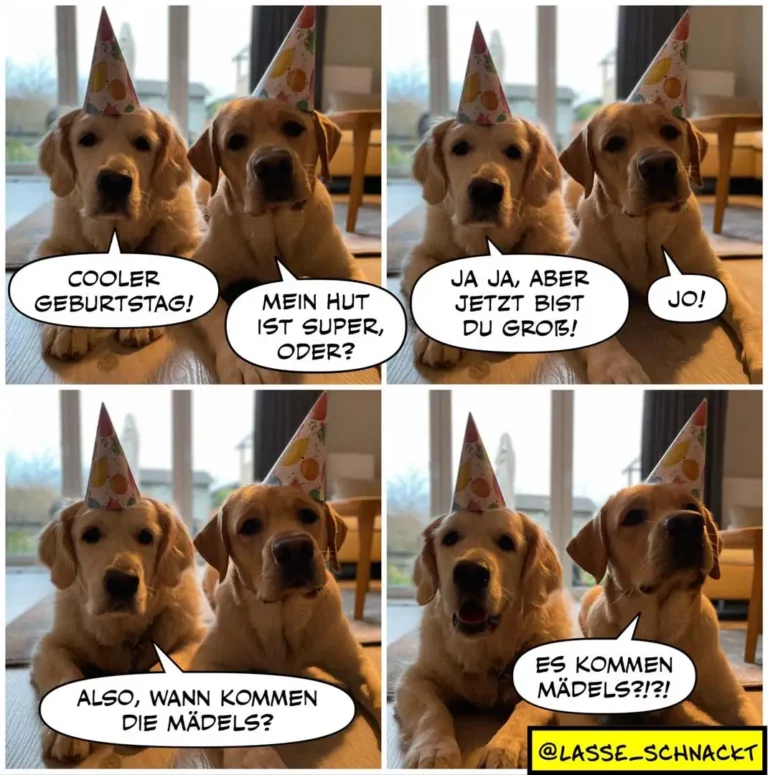 Zwei Golden Retriever mit Partyhüten sitzen sich gegenüber. Linker Hund: «Cooler Geburtstag!» Rechter Hund: «Mein Hut ist super, oder?» Linker Hund: «Ja ja, aber jetzt bist du gross!» Rechter Hund: «Jo!» Unten: Linker Hund fragt «Also, wann kommen die Mädels?» Rechter Hund antwortet «Es kommen Mädels?!?!»