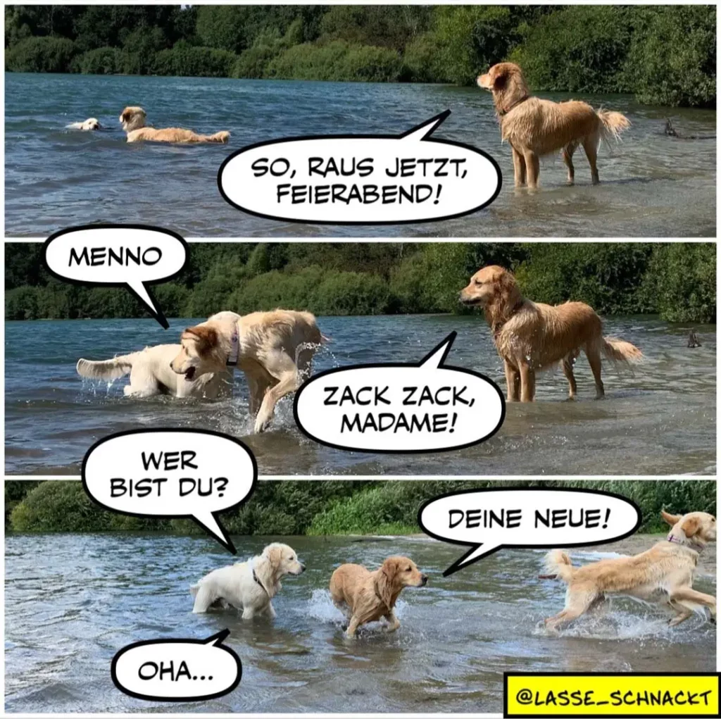 Mehrere Hunde spielen im Flusswasser. Ein trockener Hund am Ufer ruft zur Feierabendzeit, nasse Hunde im Wasser ignorieren ihn und begrüssen sich stattdessen untereinander.