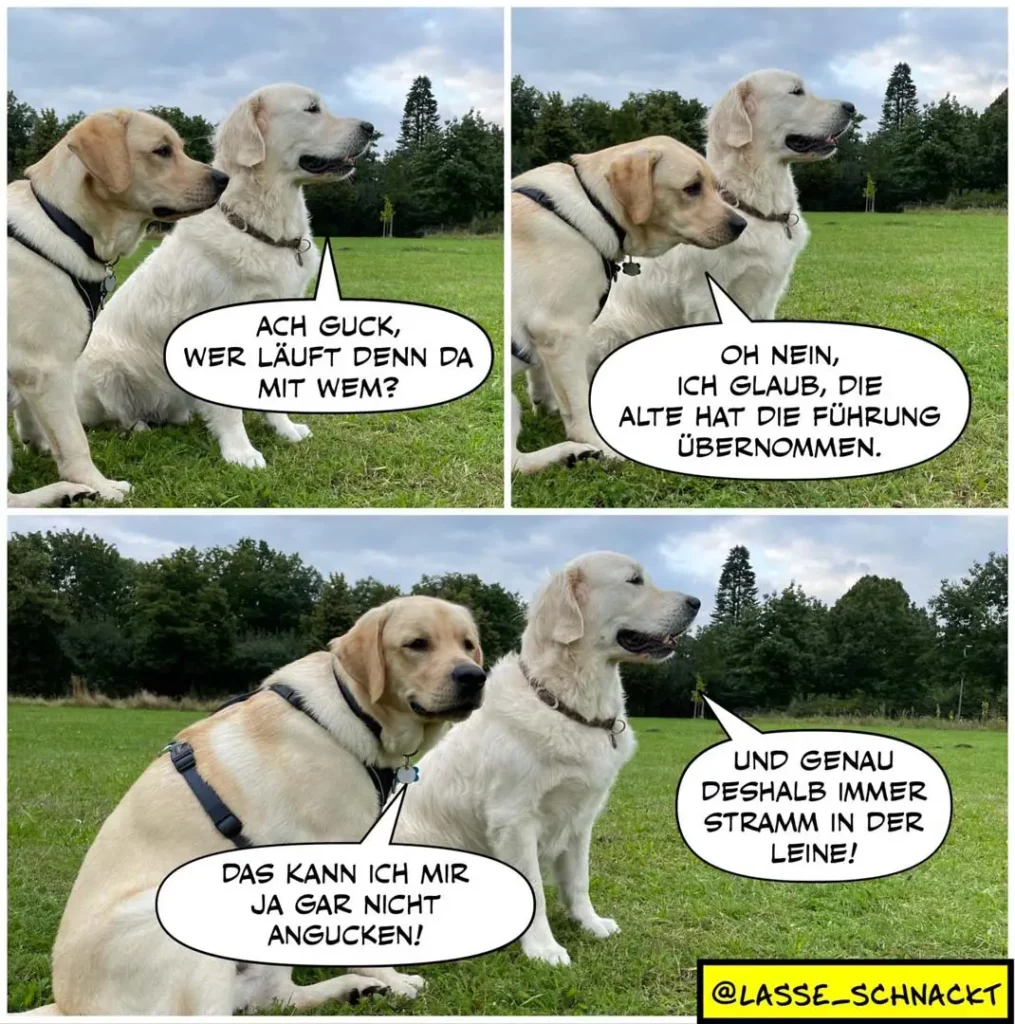Zwei Labrador Retriever auf einer Wiese im Dialog: Der eine fragt, wer mit wem läuft, der andere antwortet, die Alte habe die Führung übernommen, der erste beschwert sich über Dauerzug in der Leine.
